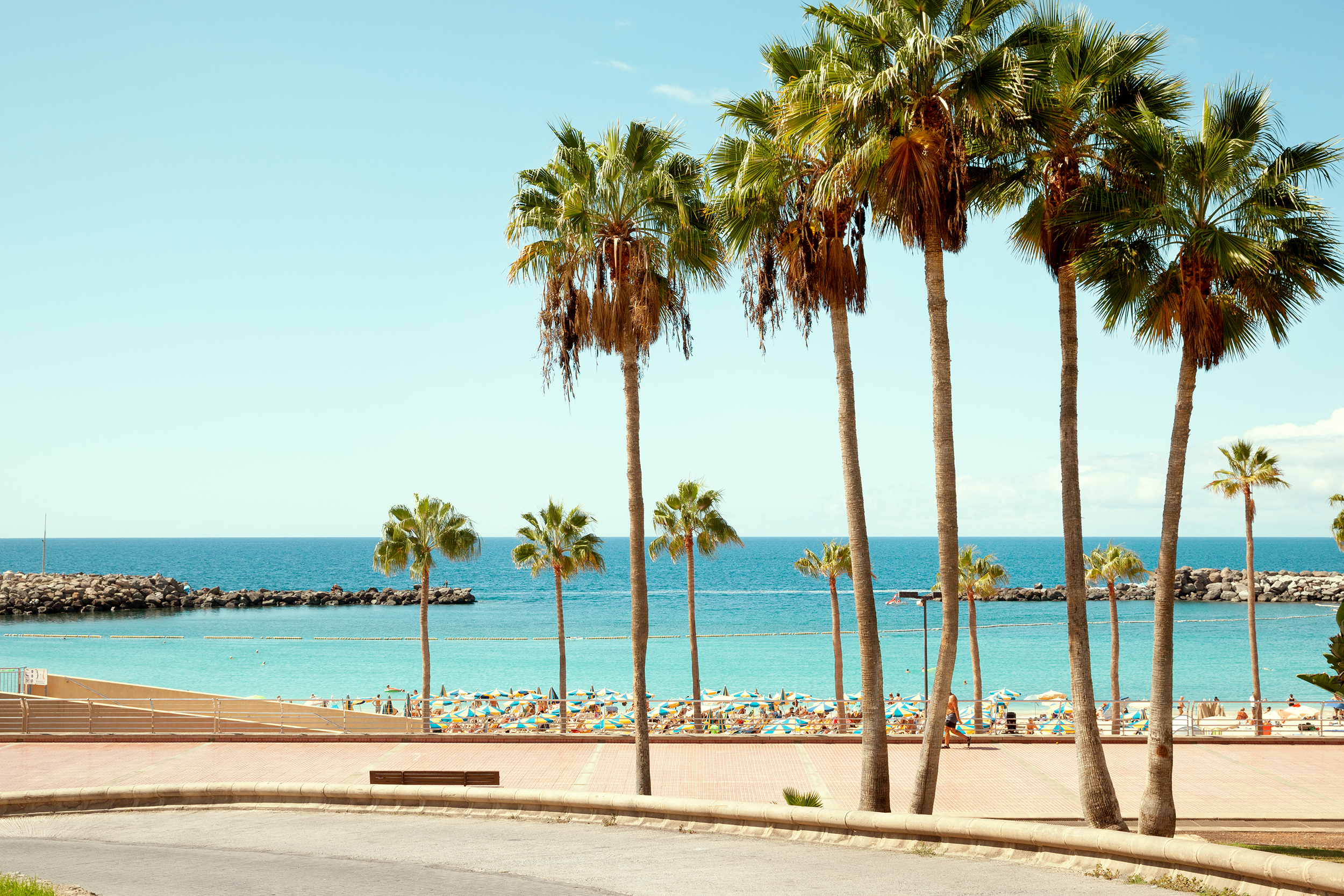Palmer längs strandpromenaden i Playa Amadores, Gran Canaria