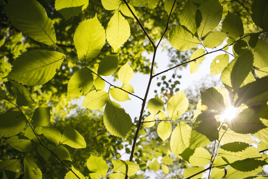 Grönt lövverk mot blå himmel